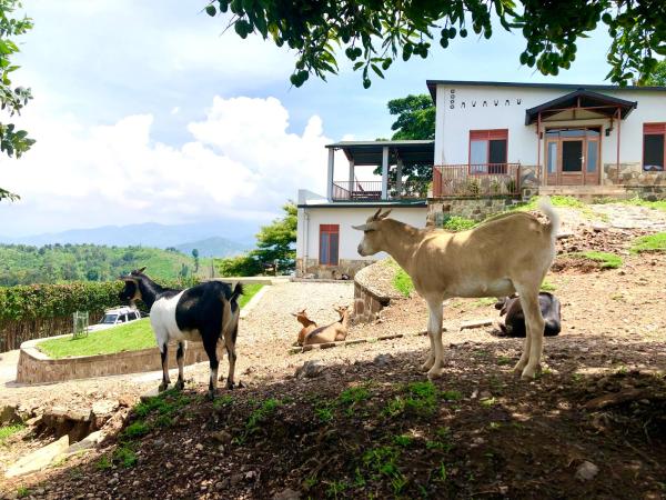 Amazi Land Home and Farm Stay, Κράτηση  Kibuye Gitsi