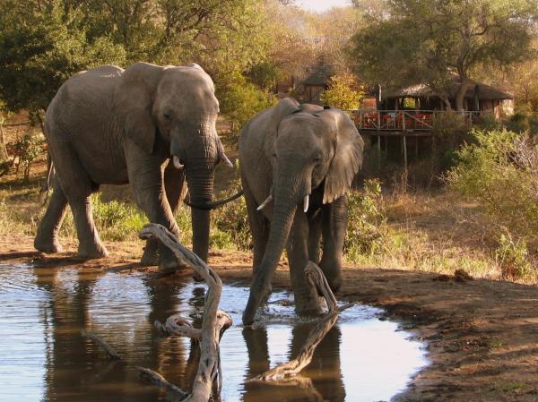 Umlani Bushcamp, Κράτηση Λότζ Timbavati Game Reserve Mpumalanga